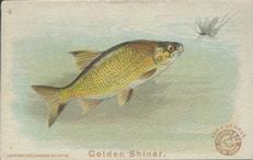 1900 Church & Co. Fish Series (J15) - Mini #4 Golden Shiner Front