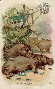 1898 Dwight's Soda Interesting Animals (J10) - Arm & Hammer Interesting Animals #14 Hippopotami Front