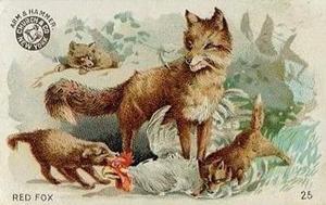 1898 Dwight's Soda Interesting Animals (J10) - Arm & Hammer Interesting Animals #25 Red Fox Front