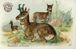 1898 Dwight's Soda Interesting Animals (J10) - Arm & Hammer Interesting Animals #27 American Antelope Front