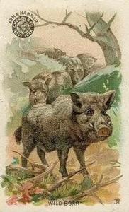 1898 Dwight's Soda Interesting Animals (J10) - Arm & Hammer Interesting Animals #31 Wild Boar Front