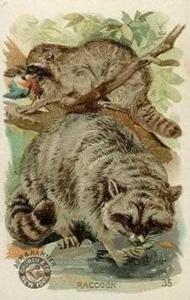 1898 Dwight's Soda Interesting Animals (J10) - Arm & Hammer Interesting Animals #35 Raccoon Front