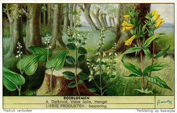1953 Liebig Bosbloemen (Forest Flowers) (Dutch Text) (F1565, S1568) #4 Dalkruid, Valse, Salie, Hengel Front