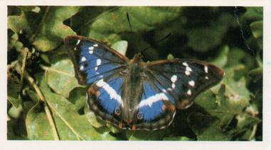 1984 Doncella British Butterflies #13 Purple Emperor Front