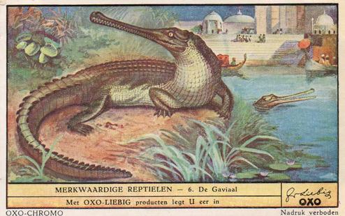 1949 Liebig Merkwaardige reptielen (Reptiles) (Dutch Text) (F1482, S1482) #6 De Gaviaal Front