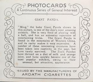 1939 Ardath Photocards - Group M (Large) #NNO Giant Panda Back