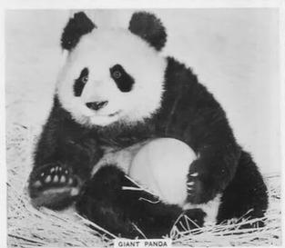 1939 Ardath Photocards - Group M (Large) #NNO Giant Panda Front
