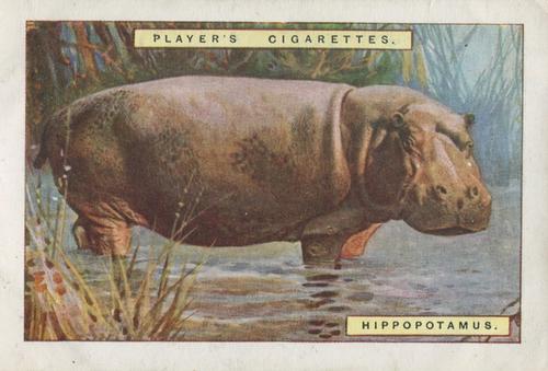 1924 Player's Natural History (Large 1st series) #5 Hippopotamus Front