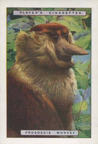 1924 Player's Natural History (Large 1st series) #9 Proboscis Monkey Front