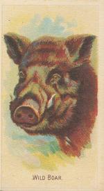 1920 Weber Animal Pictures Series A (D8) #NNO Wild Boar Front