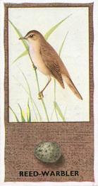 1936 Godfrey Phillips British Birds and Their Eggs #28 Reed-Warbler Front