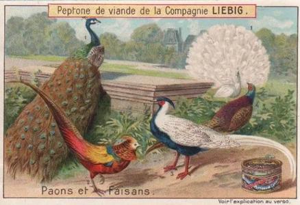 1899 Liebig Types of Fowl (French Text) (F608, S607) #NNO Pheasants Front