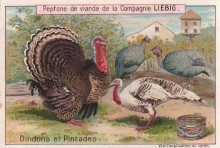 1899 Liebig Types of Fowl (French Text) (F608, S607) #NNO Turkey Front
