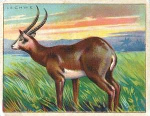 1925 Harry Horne Co. Animals and Birds (FC1) #NNO Lechwe Front