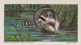 1968 Federal Sweets Wild Animals #19 Raccoon Front