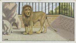 1924 Morris's Animals at the Zoo #6 Lion Front