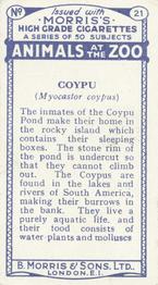 1924 Morris's Animals at the Zoo #21 Coypu Back