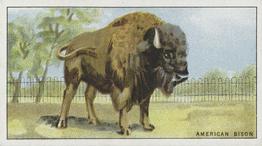 1924 Morris's Animals at the Zoo #23 American Bison Front