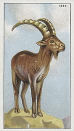 1924 Morris's Animals at the Zoo #28 Ibex Front