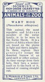 1924 Morris's Animals at the Zoo #37 Wart Hog Back