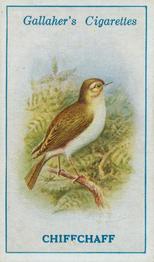 1923 Gallaher British Birds #32 Chiffchaff Front