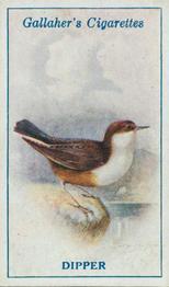 1923 Gallaher British Birds #66 Dipper Front