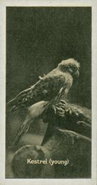 1925 Carreras A “Kodak” at the Zoo (Second Series of 50) #24 Kestrel Front