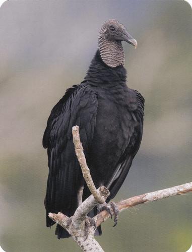 2020 Backyard Birds Eastern & Central North America #NNO Black Vulture Front