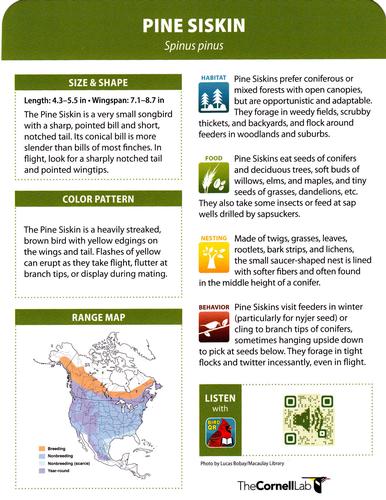 2020 Backyard Birds Eastern & Central North America #NNO Pine Siskin Back