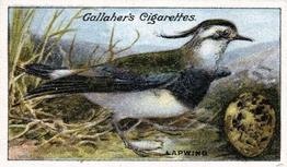 1919 Gallaher Birds Nests & Eggs Series #44 Lapwing Front