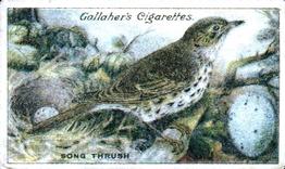 1919 Gallaher Birds Nests & Eggs Series #55 Song Thrush Front