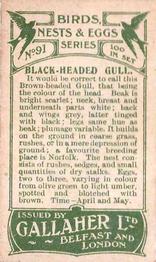 1919 Gallaher Birds Nests & Eggs Series #91 Black-Headed Gull Back
