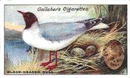 1919 Gallaher Birds Nests & Eggs Series #91 Black-Headed Gull Front
