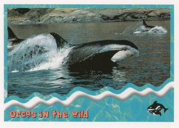 1995 SkyBox Free Willy 2: The Adventure Home #87 Orcas in the wild Front