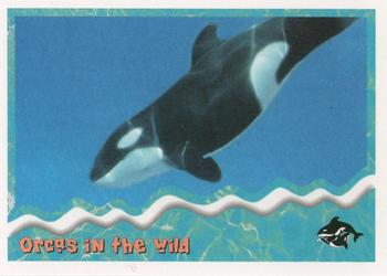 1995 SkyBox Free Willy 2: The Adventure Home #88 Orcas in the wild Front
