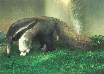 1993 Cardz The World Famous San Diego Zoo Animals of the Wild #47 Giant anteater Front