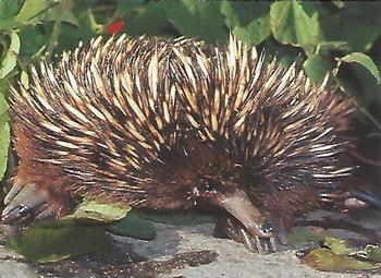 1993 Cardz The World Famous San Diego Zoo Animals of the Wild #79 Echidna Front