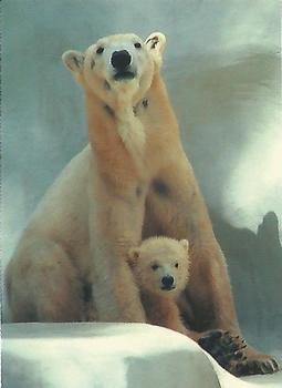1993 Cardz The World Famous San Diego Zoo Animals of the Wild #86 Polar Bear Front