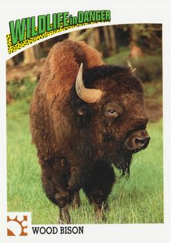 1992 Panini Wildlife In Danger #9 Wood Bison Front