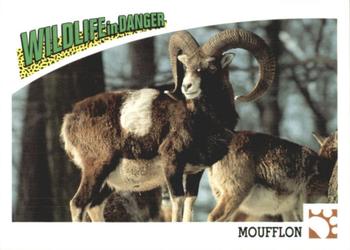1992 Panini Wildlife In Danger #14 Moufflon Front