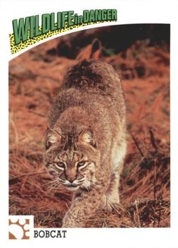 1992 Panini Wildlife In Danger #20 Bobcat Front
