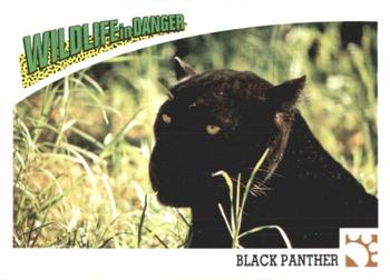1992 Panini Wildlife In Danger #27 Black Panther Front