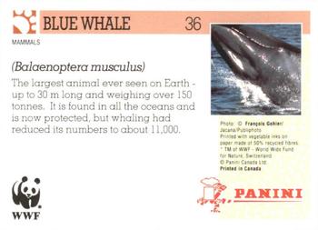 1992 Panini Wildlife In Danger #36 Blue Whale Back