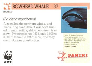 1992 Panini Wildlife In Danger #37 Bowhead Whale Back