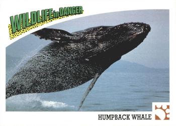 1992 Panini Wildlife In Danger #38 Humpback Whale Front