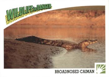 1992 Panini Wildlife In Danger #48 Broadnosed Caiman Front