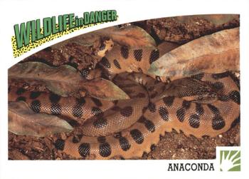 1992 Panini Wildlife In Danger #55 Anaconda Front