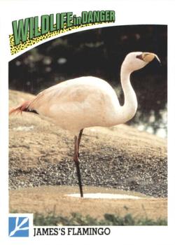 1992 Panini Wildlife In Danger #62 James's Flamingo Front
