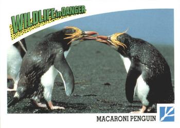 1992 Panini Wildlife In Danger #81 Macaroni Penguin Front
