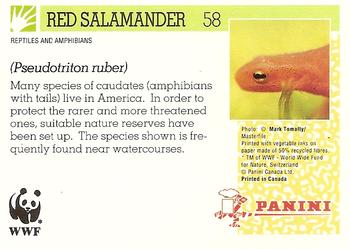 1992 Panini Wildlife In Danger #58 Red Salamander Back